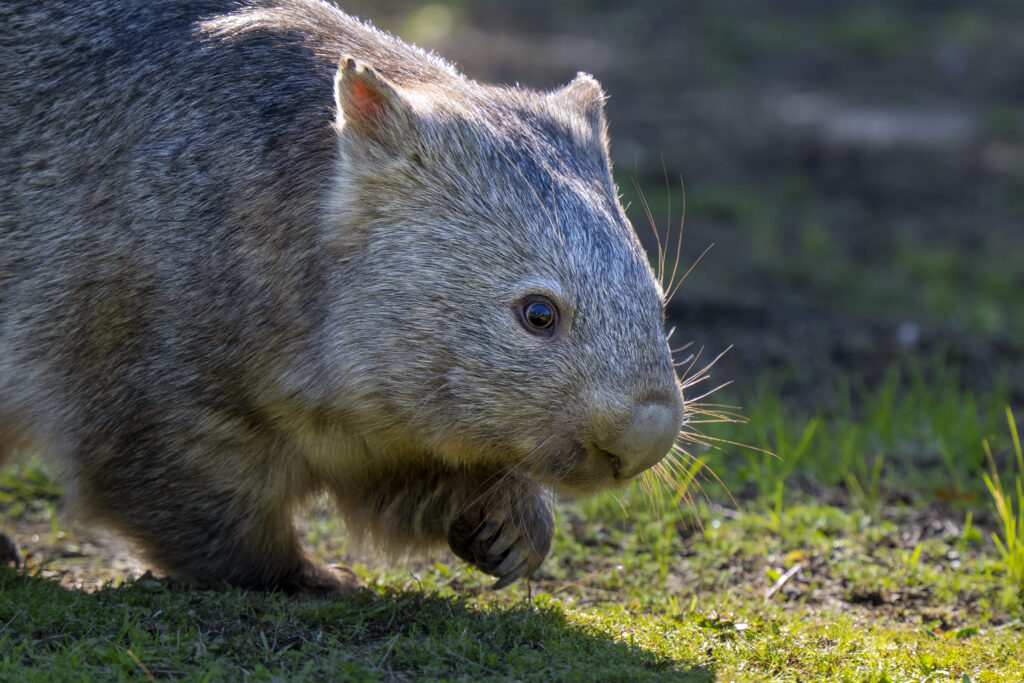 Hills Wildlife Sanctuary