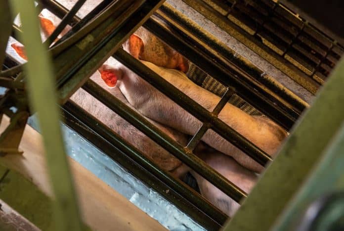 STATEMENT: Pig gassing footage should shock Australians