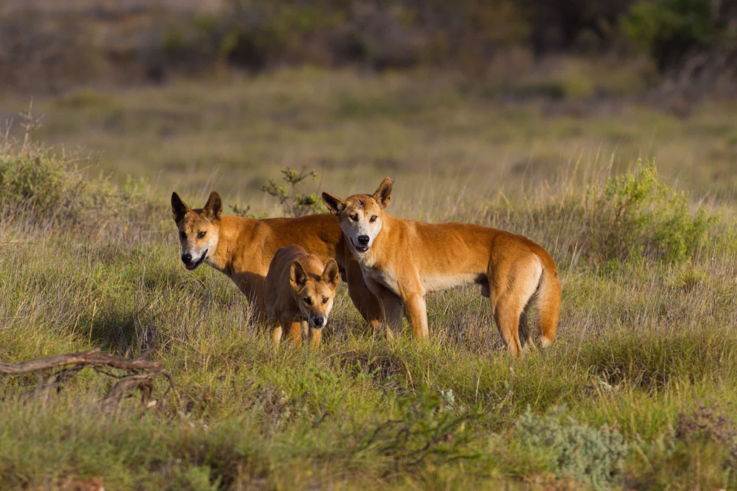 Call to stop killing of Dingoes on public lands