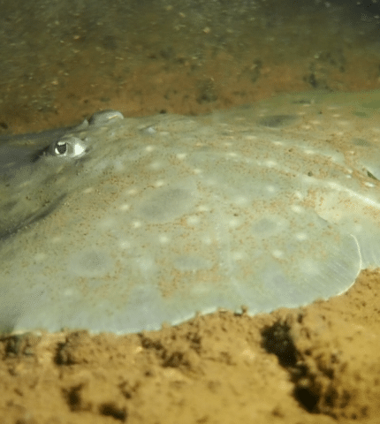 Cancel Macquarie Harbour salmon licences to save endangered Maugean skate