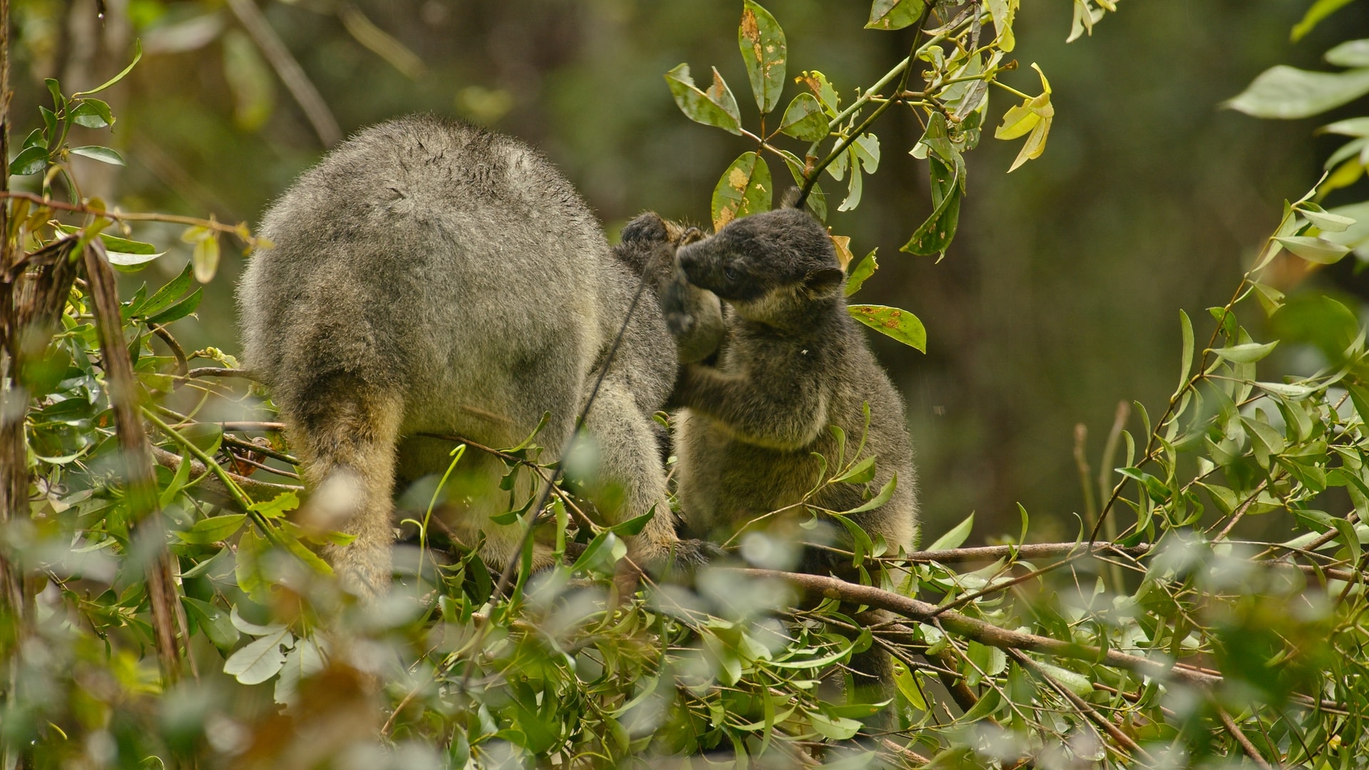 Species Highlight: Tree Kangaroo