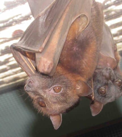 Queensland to stop the shooting of flying-foxes