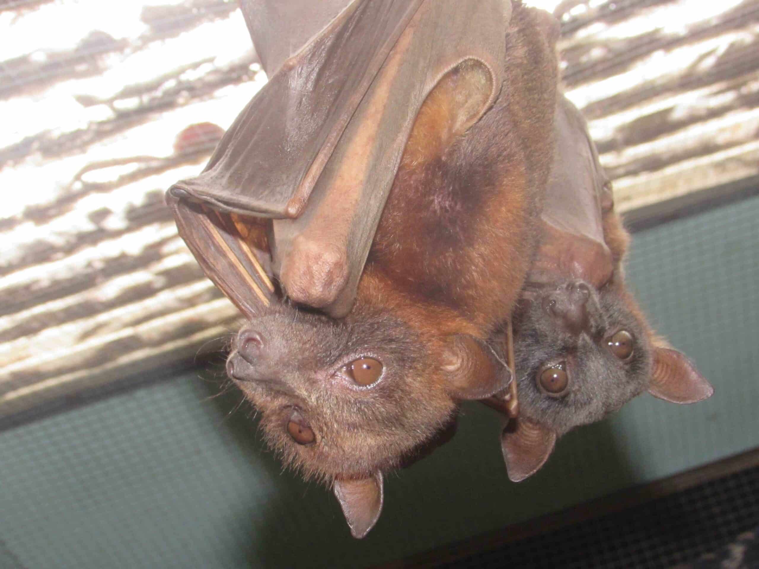 Queensland to stop the shooting of flying-foxes
