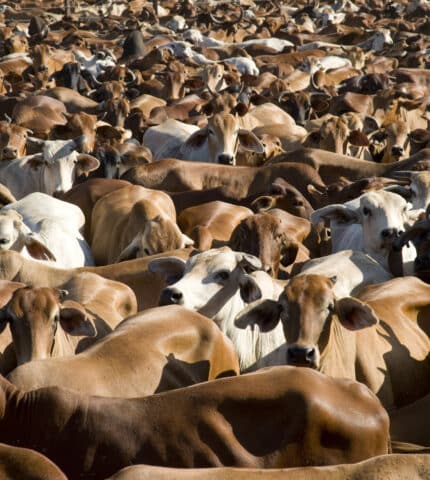 Animal protection NGOs and negotiation teams discuss animal welfare in EU-Australia trade deal