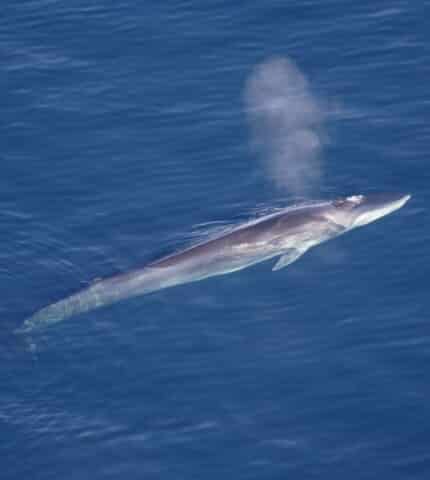 Iceland will allow commercial whaling to resume