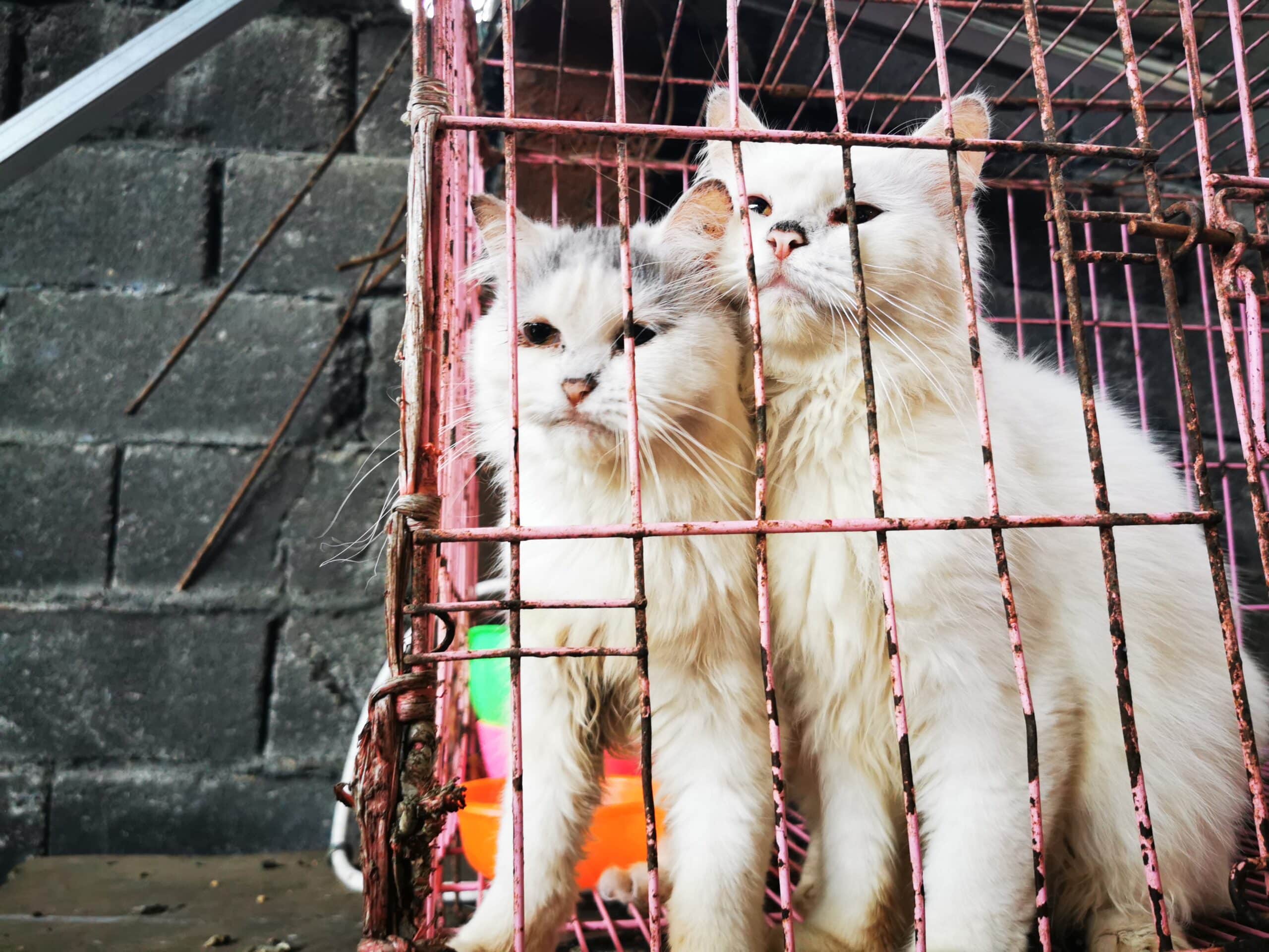 Tomohon ‘Extreme’ Market bans slaughter and sale of dogs and cats for meat
