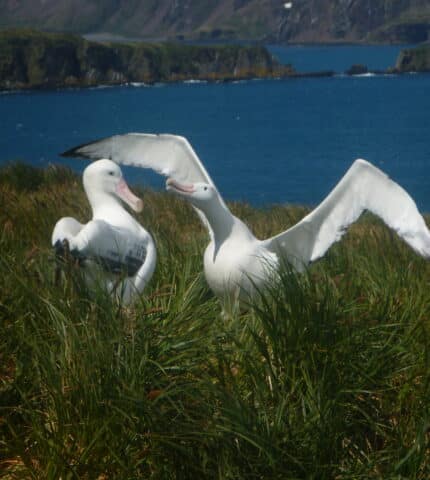 Seabirds and wind farms: When extinction crisis meets climate crisis
