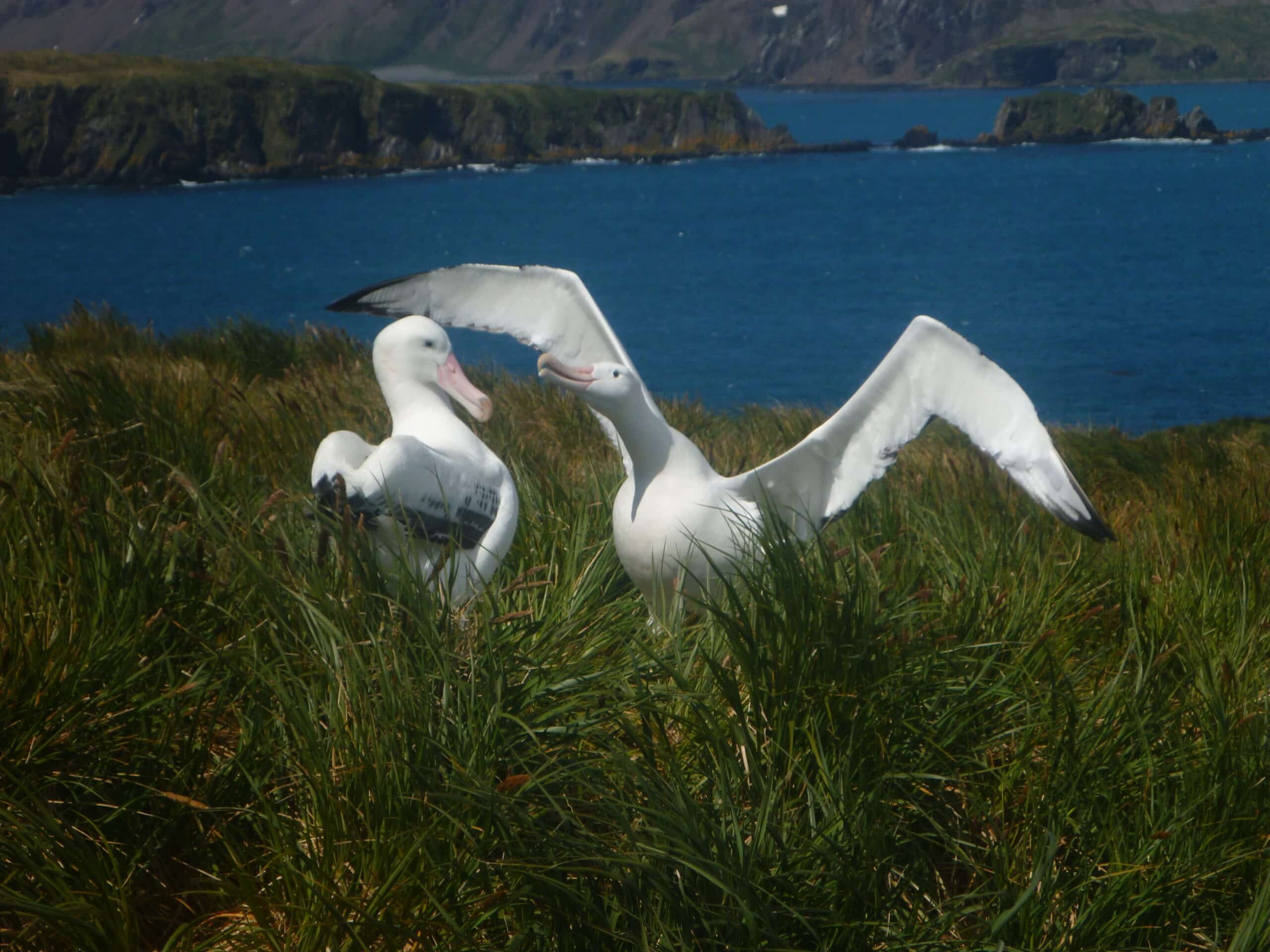 Seabirds and wind farms: When extinction crisis meets climate crisis