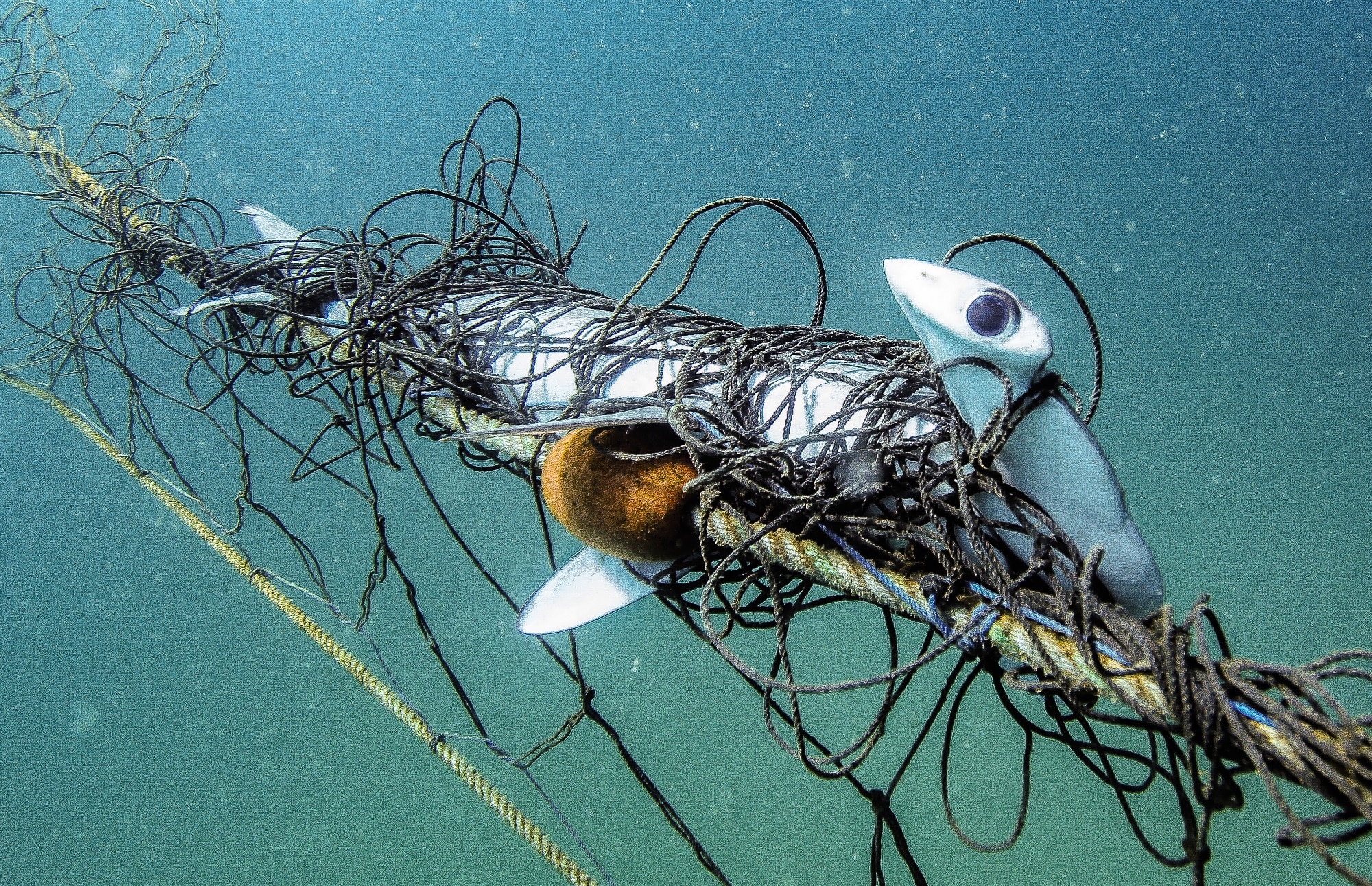 NSW again rolls out antiquated shark net technology
