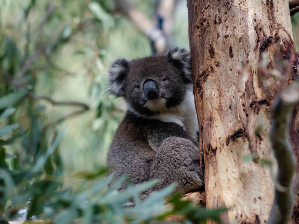 Southern Koala and Echidna Rescue