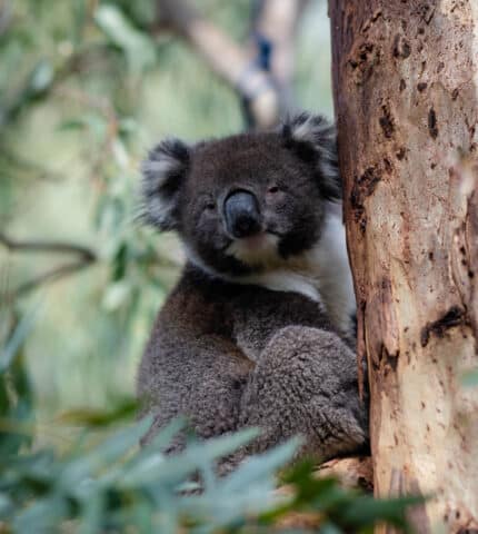 New koala population estimates offer hope – not complacency