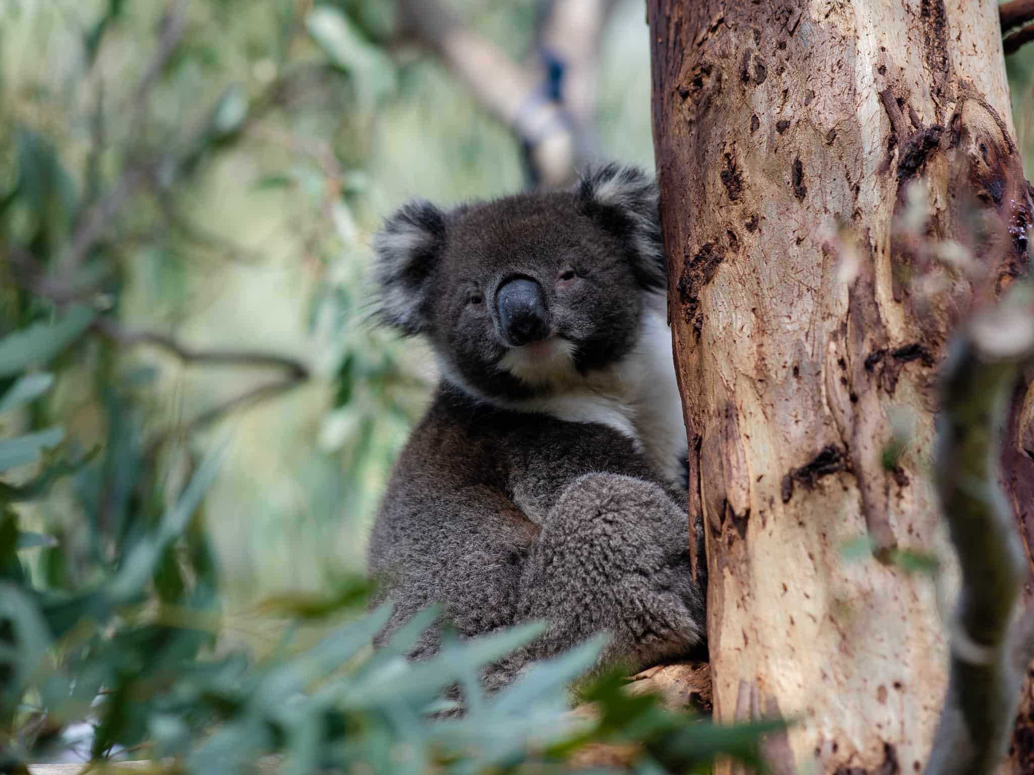 New koala population estimates offer hope – not complacency