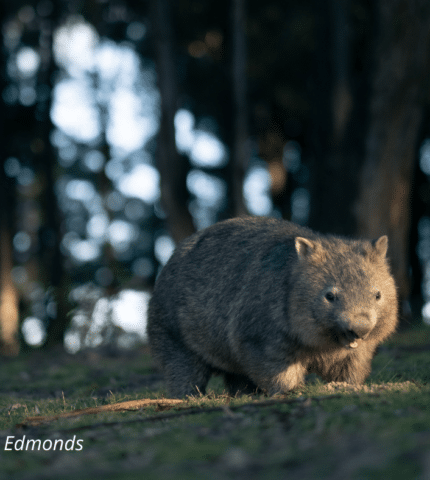 5 ways you can help wombats this Wombat Wednesday