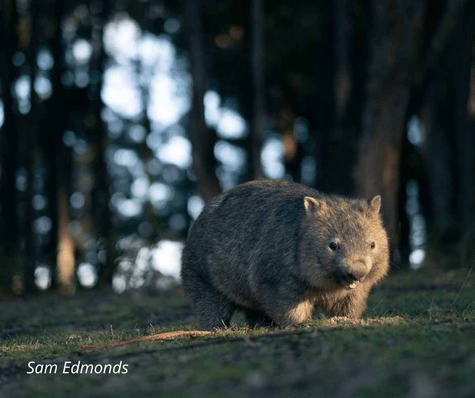 5 ways you can help wombats this Wombat Wednesday