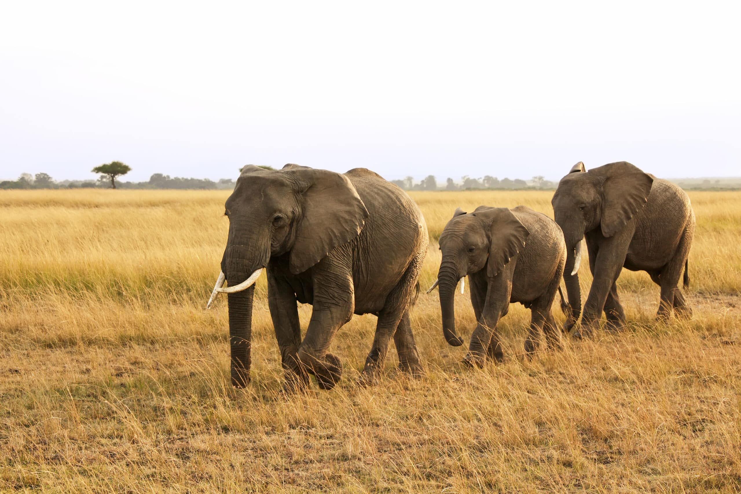 End Domestic Ivory Trade