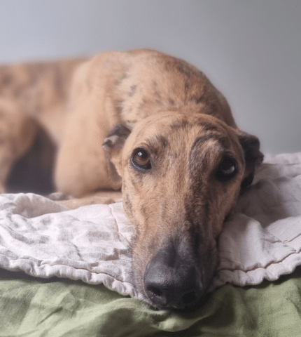 What Remy has taught me about the greyhounds behind the statistics