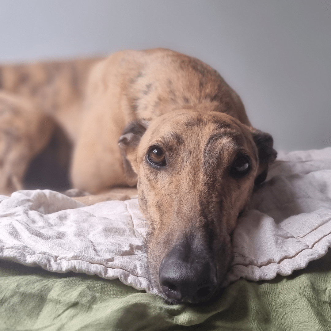 What Remy has taught me about the greyhounds behind the statistics
