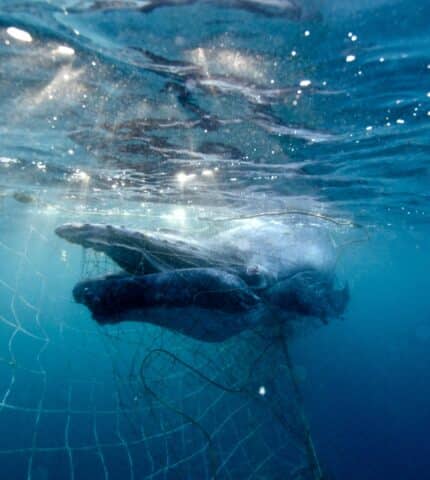 Dugongs, turtles, dolphins among over 700 animals killed in Queensland’s shark nets and drumlines in 2023