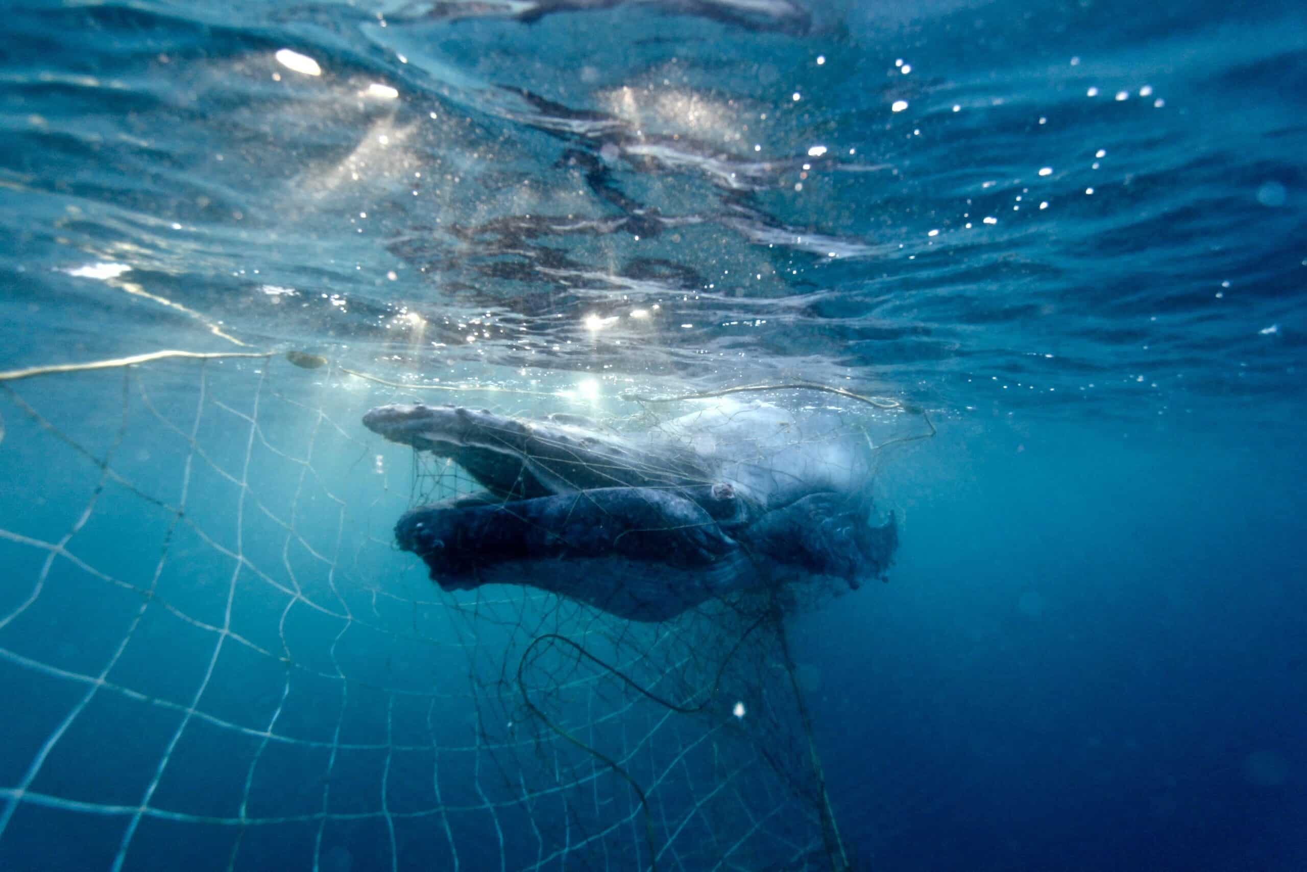 Dugongs, turtles, dolphins among over 700 animals killed in Queensland’s shark nets and drumlines in 2023