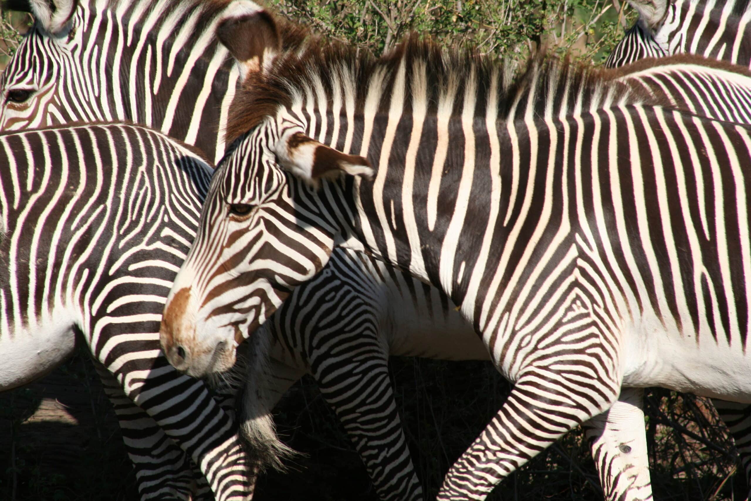 How zebras suffer from trophy hunting
