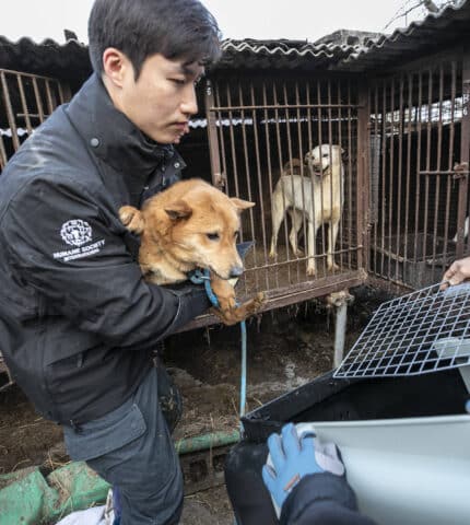 BREAKING: South Korea bans the dog meat industry with historic vote