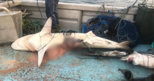 A dead shark lays on a boat. The shark has huge bites in the side of it which have been blurred out.