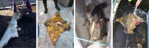 four photos in a line. two of sharks with bites taken out of them and two with stingrays also with bites taken out of them. They're on a boat.