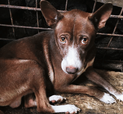 At last! South Korea bans dog meat.