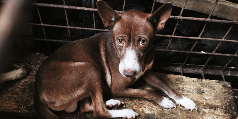 At last! South Korea bans dog meat.