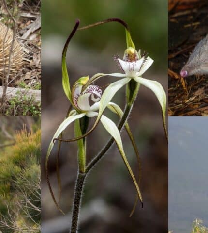 4 Citizen science projects to join around Australia!
