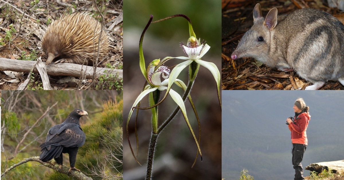 4 Citizen science projects to join around Australia!