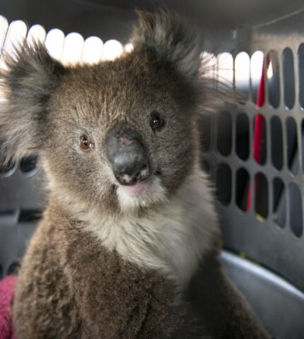 Update: Aerial shooting of koalas in Victoria’s Budj Bim National Park