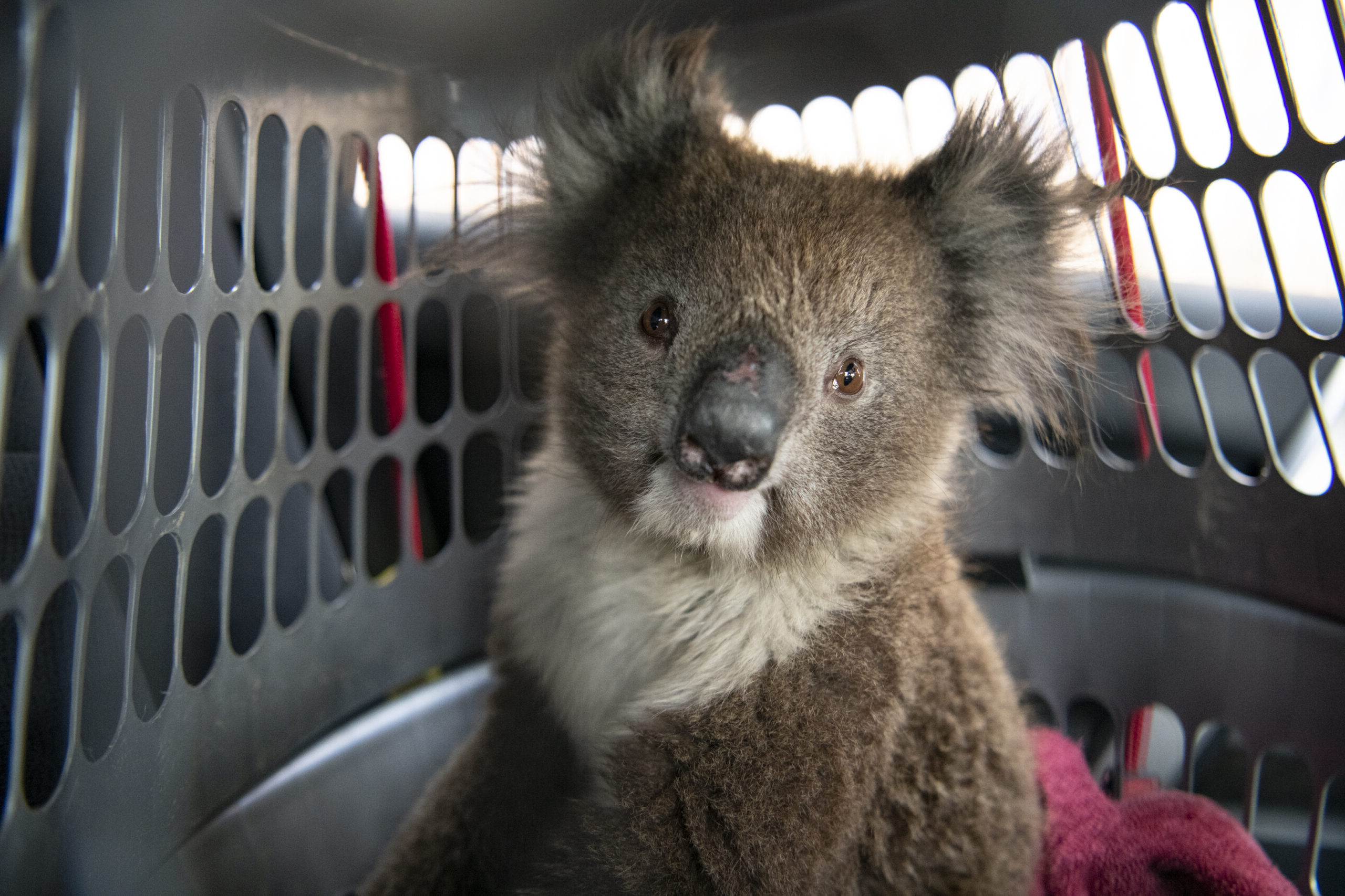 Australia Wildfires Response
