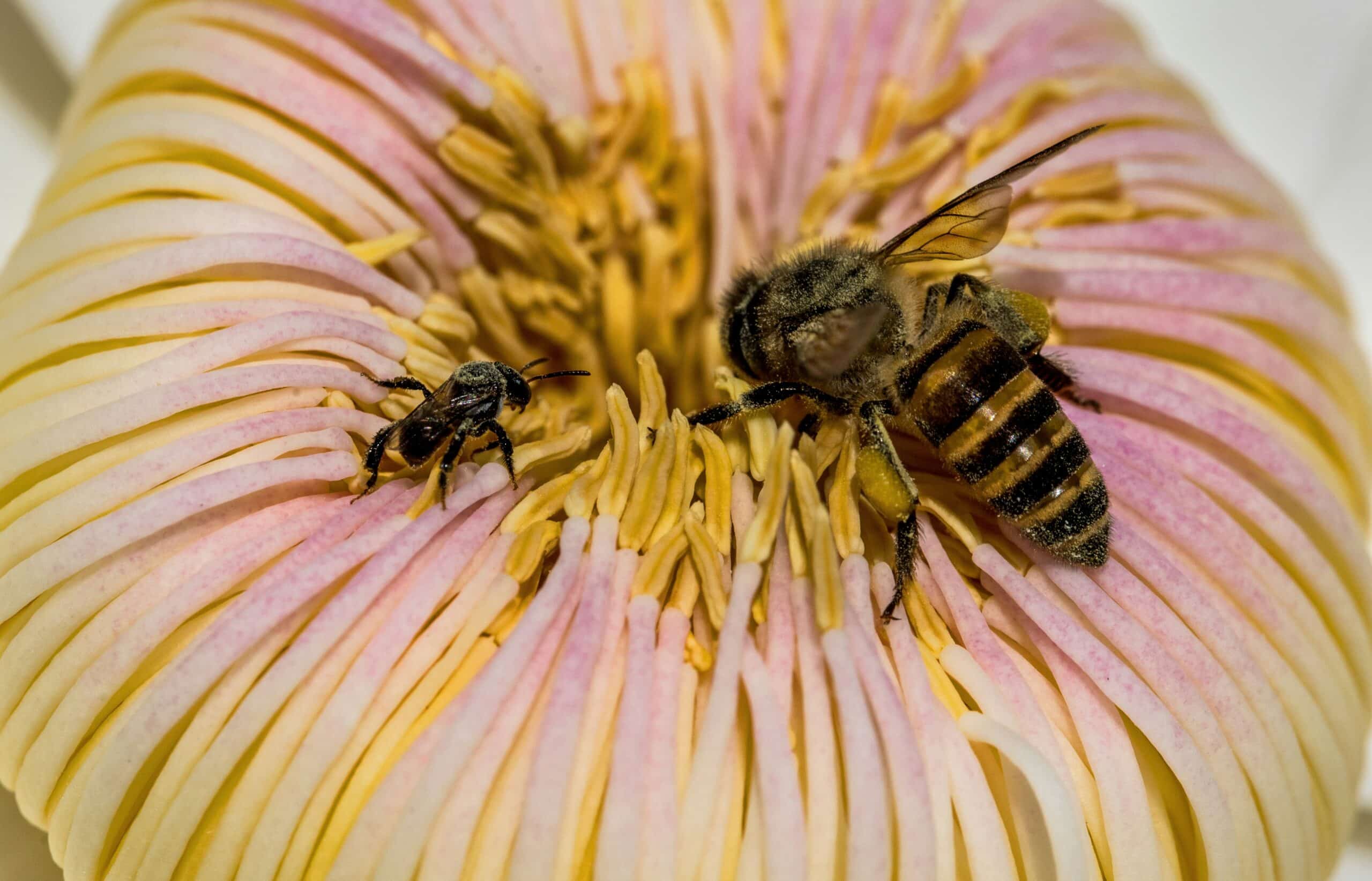 5 types of native bees and tips for a bee-friendly garden