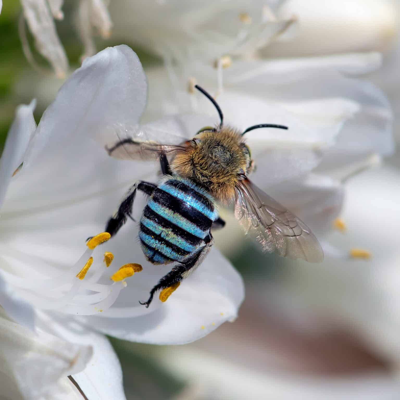 5 types of native bees and tips for a bee-friendly garden - Humane ...