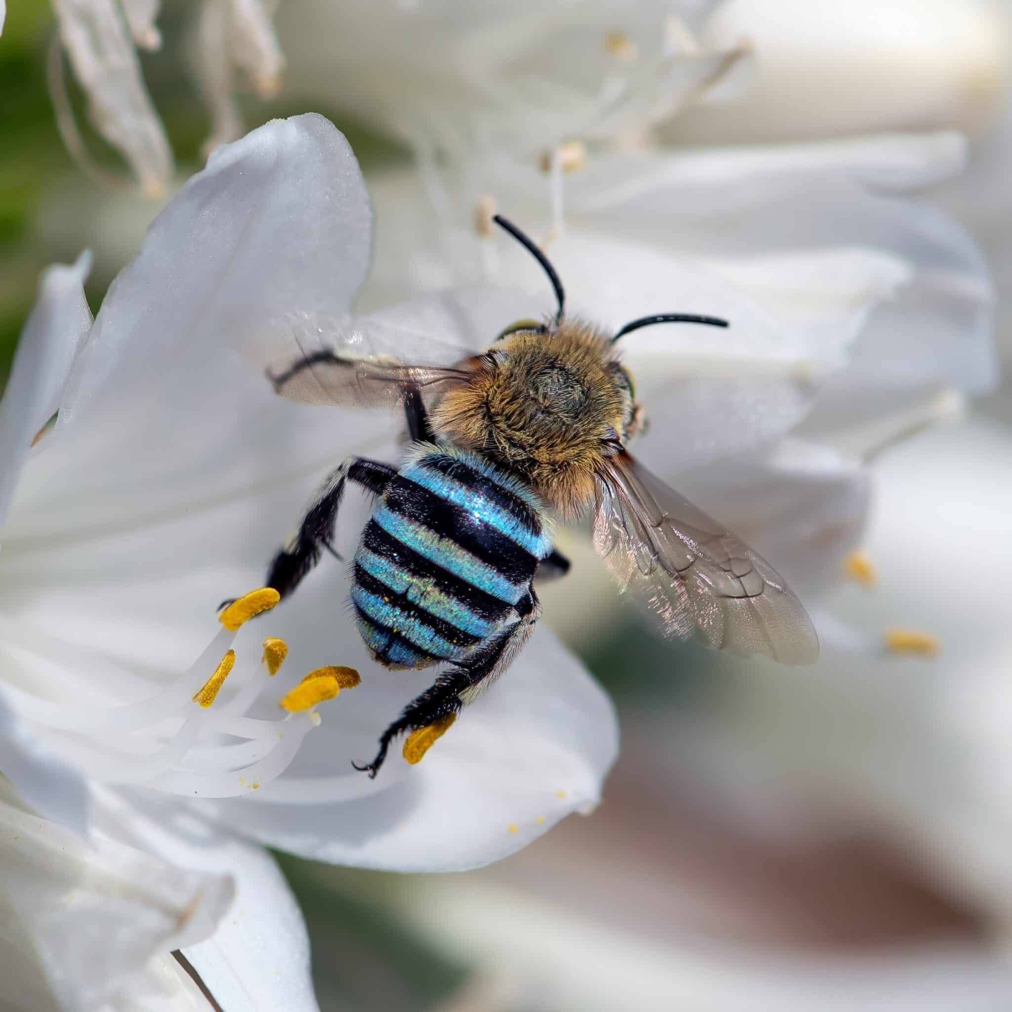 5 types of native bees and tips for a bee-friendly garden - Humane ...