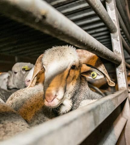 HSI celebrates historic win for sheep as live exports to end