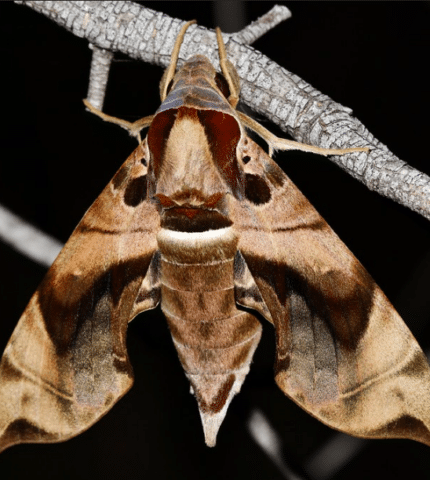 National Moth Week: Why we should care about moths and tips for reducing light pollution to help wildlife