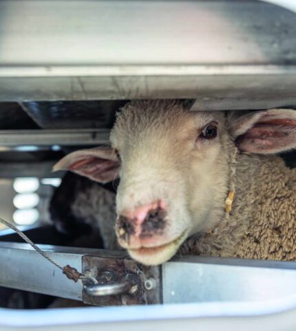 The final voyage is in sight – Live export of sheep by sea will end by 2028.