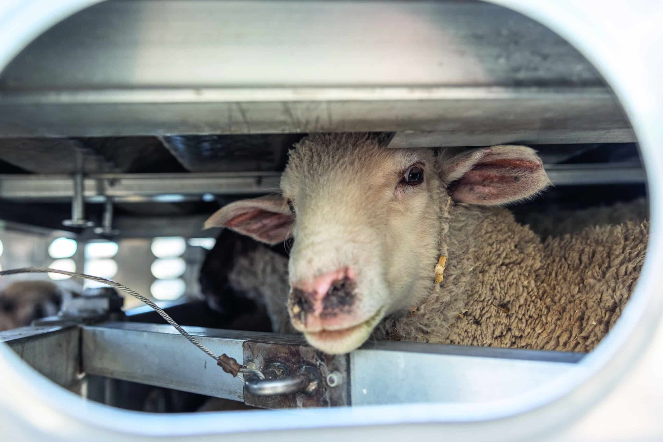 The final voyage is in sight – Live export of sheep by sea will end by 2028.