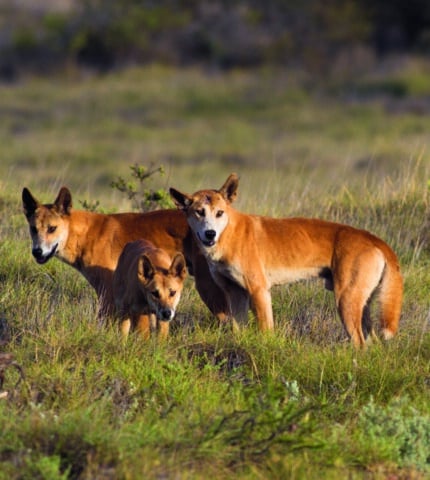 A reprieve for dingoes