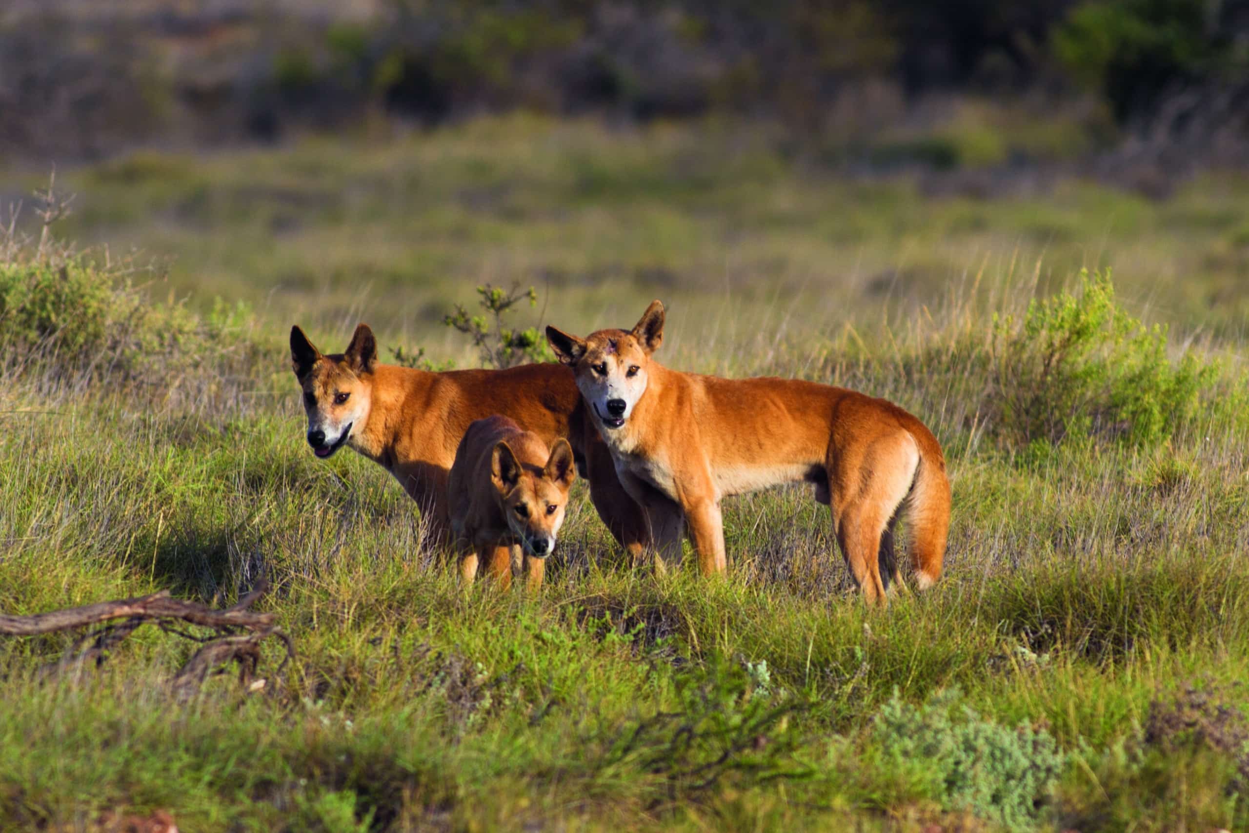 A reprieve for dingoes