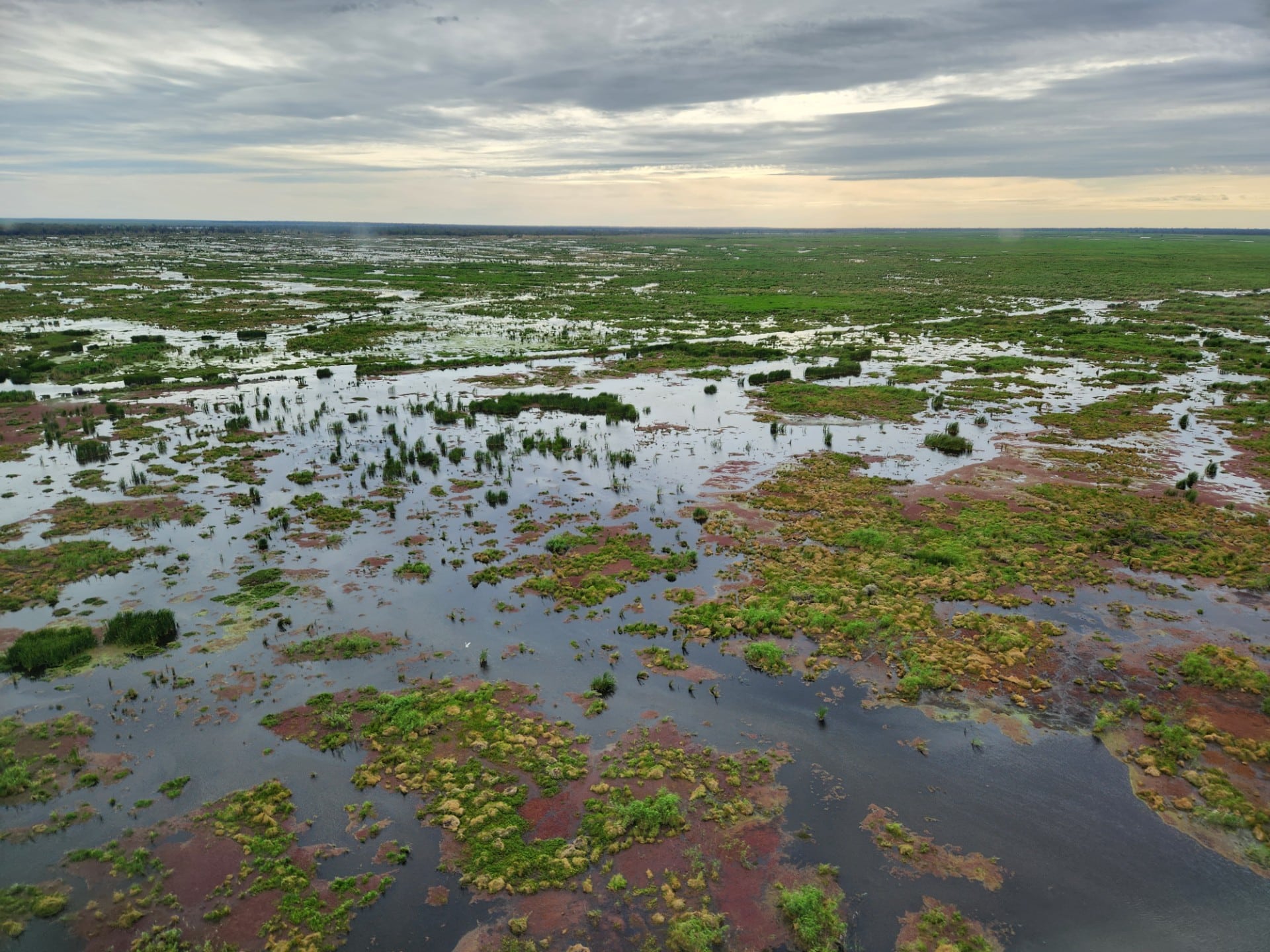 Threatened ecological community profile: The Great Cumbung Swamp