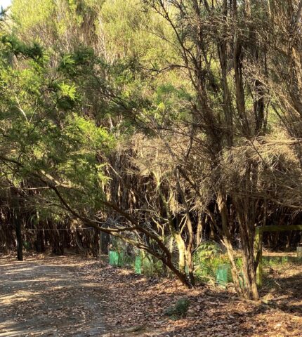 Threatened ecological community profile: The King Island Scrub Complex
