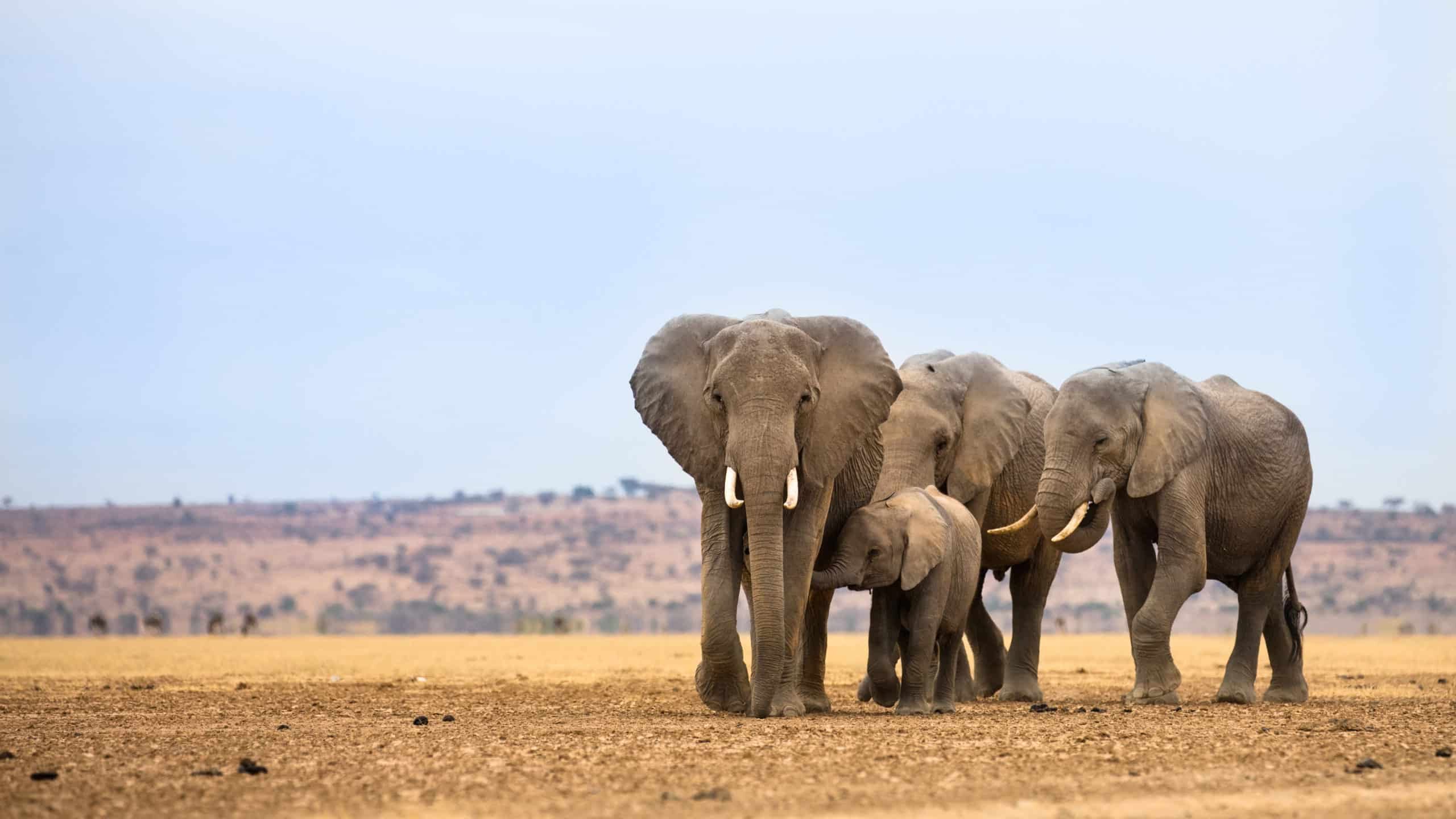 Time for all Australian governments to shut down our legal ivory trade