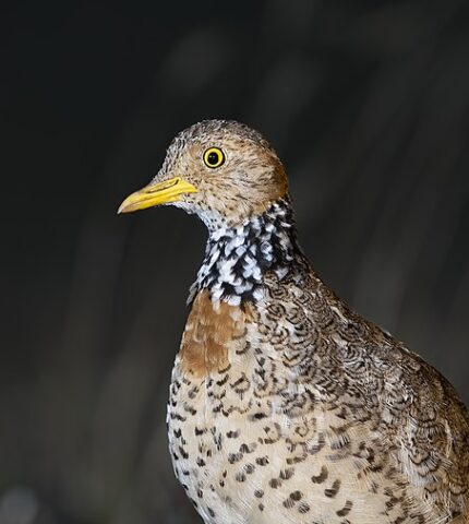 Threatened species profile: Plains-wanderer