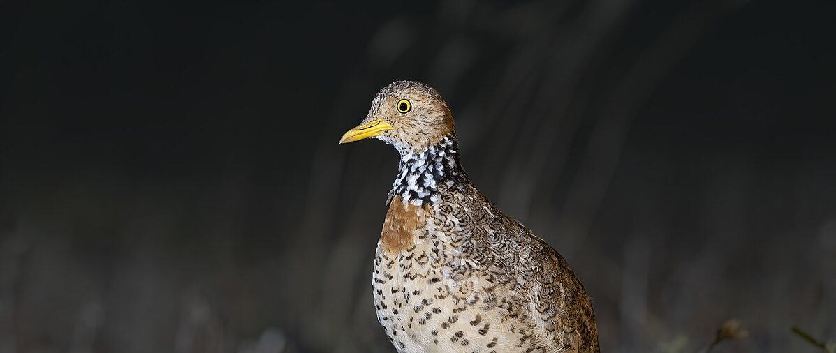 Threatened species profile: Plains-wanderer