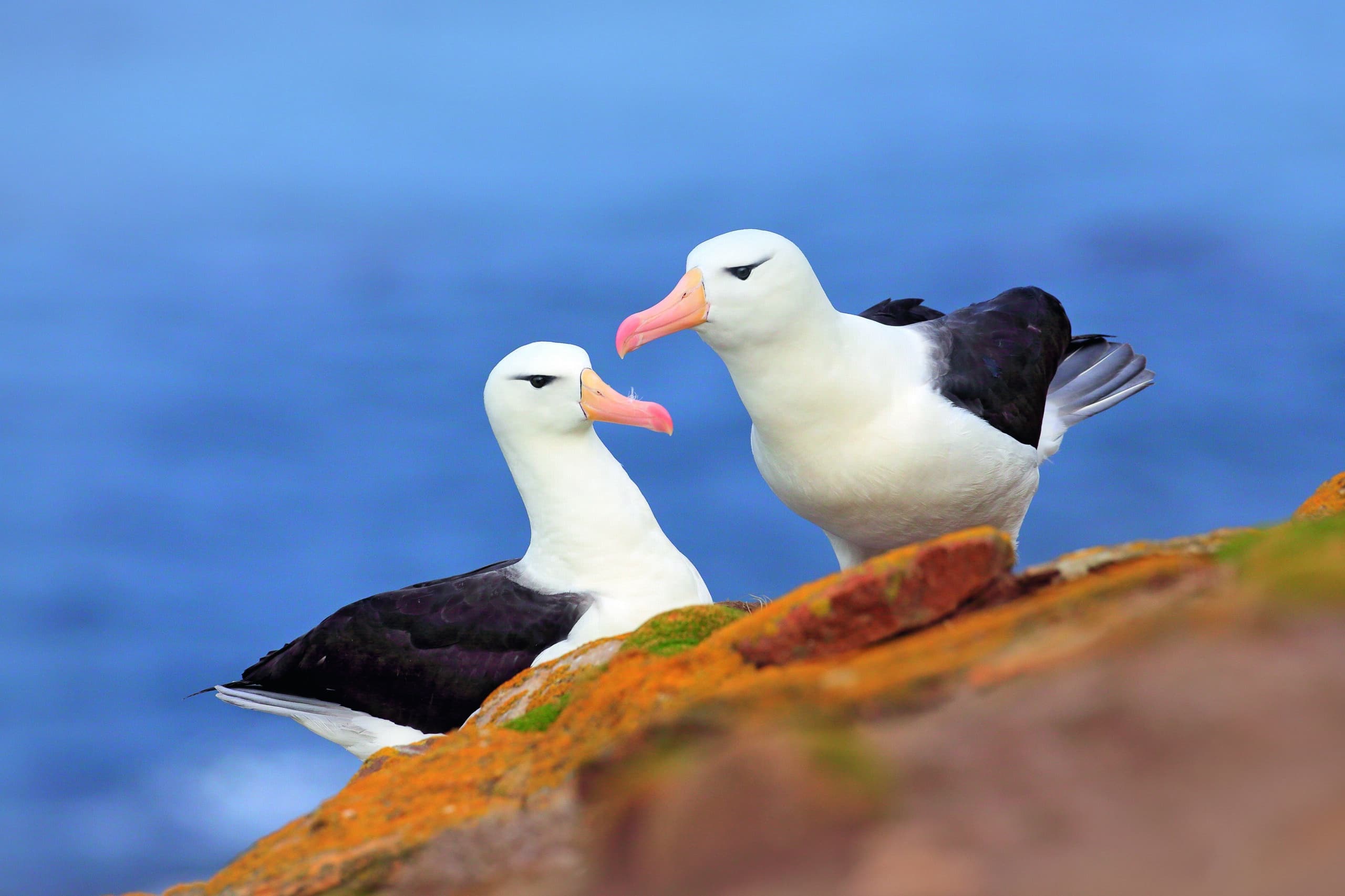 Pair of birds Black-browed albratros. Beautiful sea bird sitting on cliff. Albatross with dark blue water in the background, Falkland Island. Albatross with open bill. Albatross courtship. Bird love.