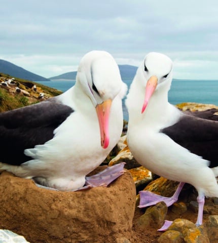 How we’re working to avoid new threats to albatross on the horizon