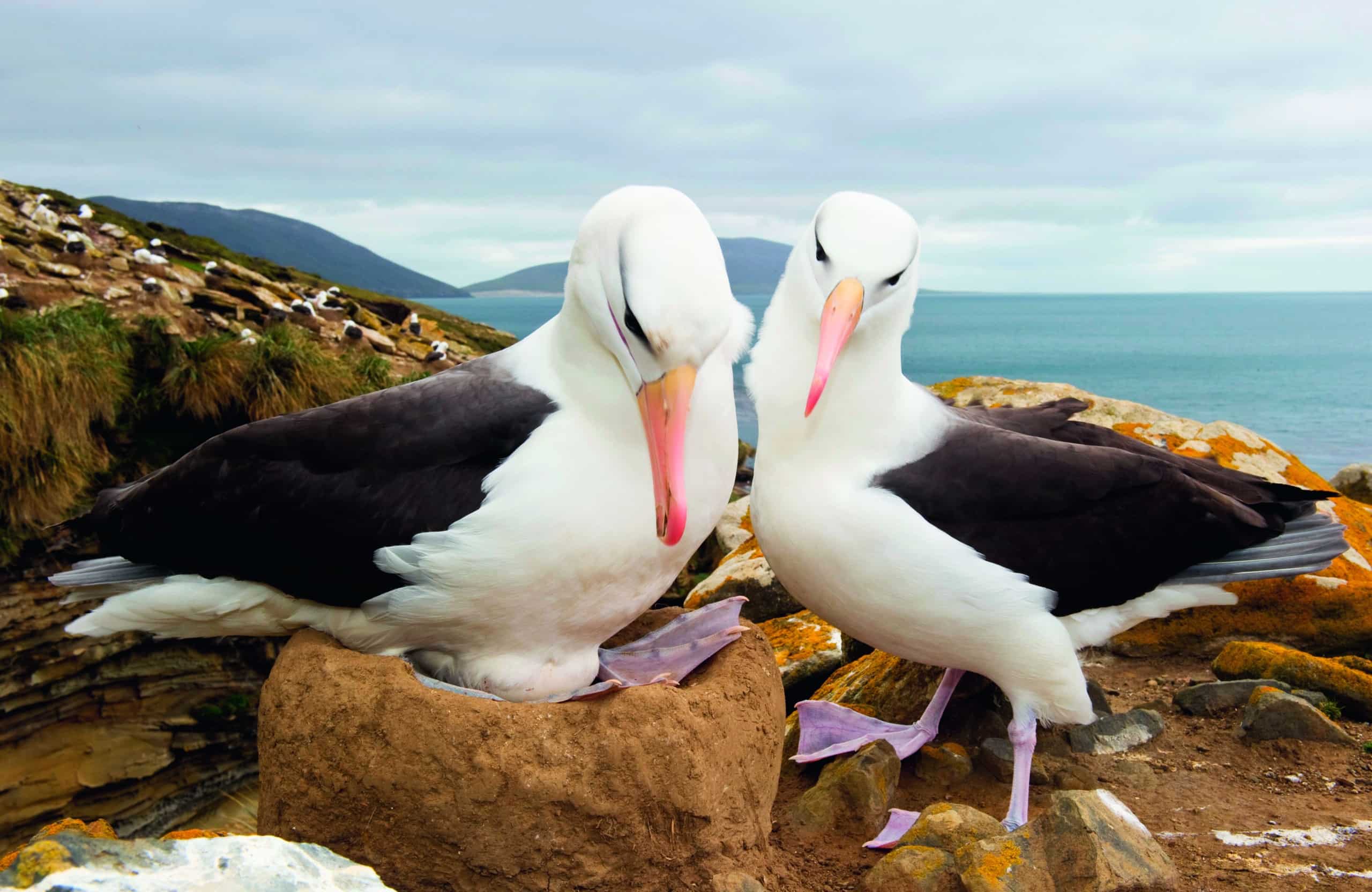 How we’re working to avoid new threats to albatross on the horizon